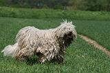 KOMONDOR 011